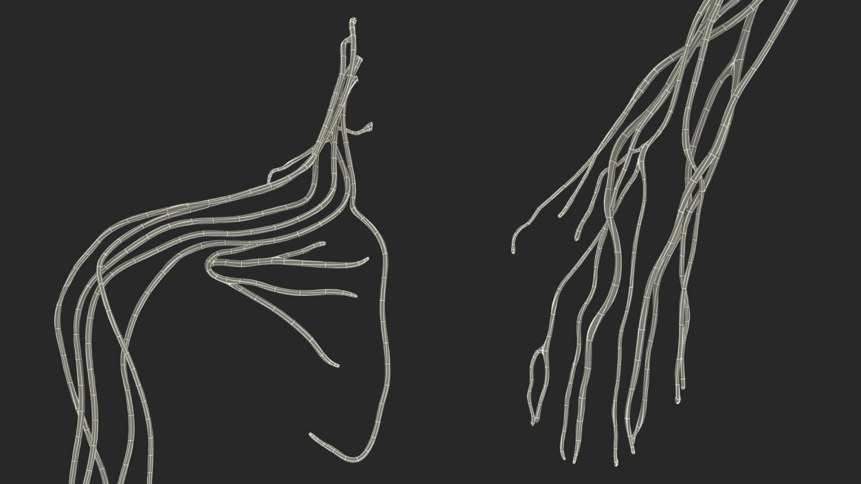 Human Arm Nervous System 3D model