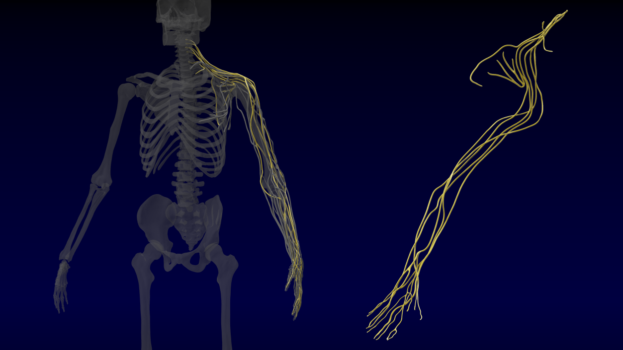 Human Arm Nervous System 3D model