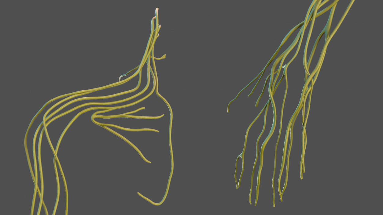 Human Arm Nervous System 3D model