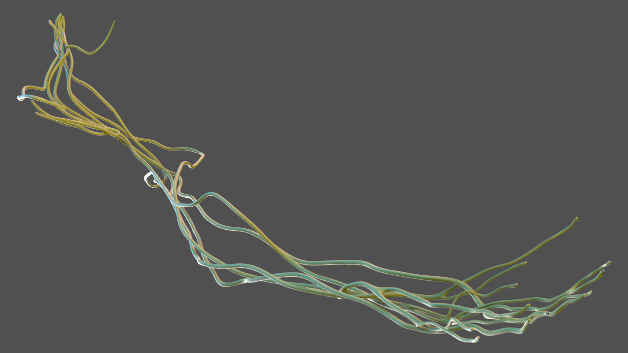 Human Arm Nervous System 3D model