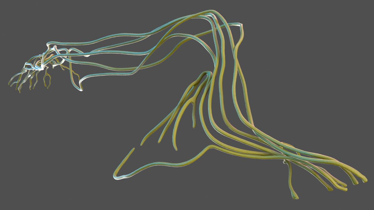 Human Arm Nervous System 3D model