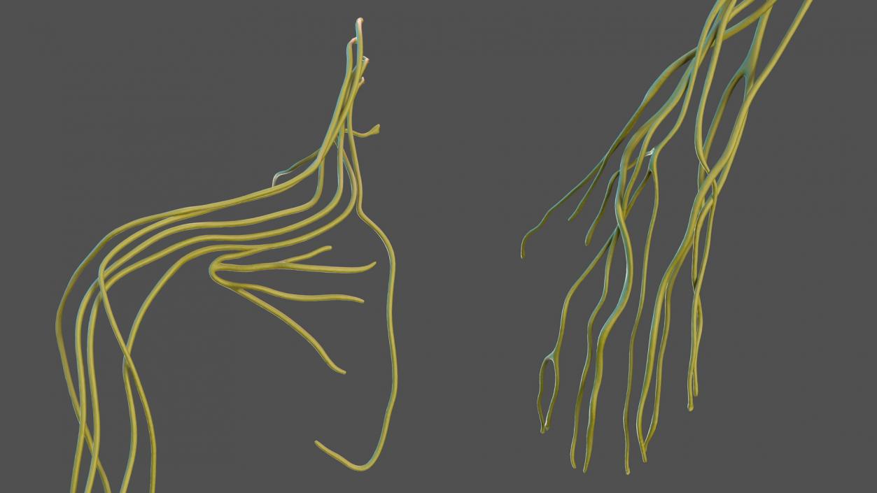 Human Arm Nervous System 3D model