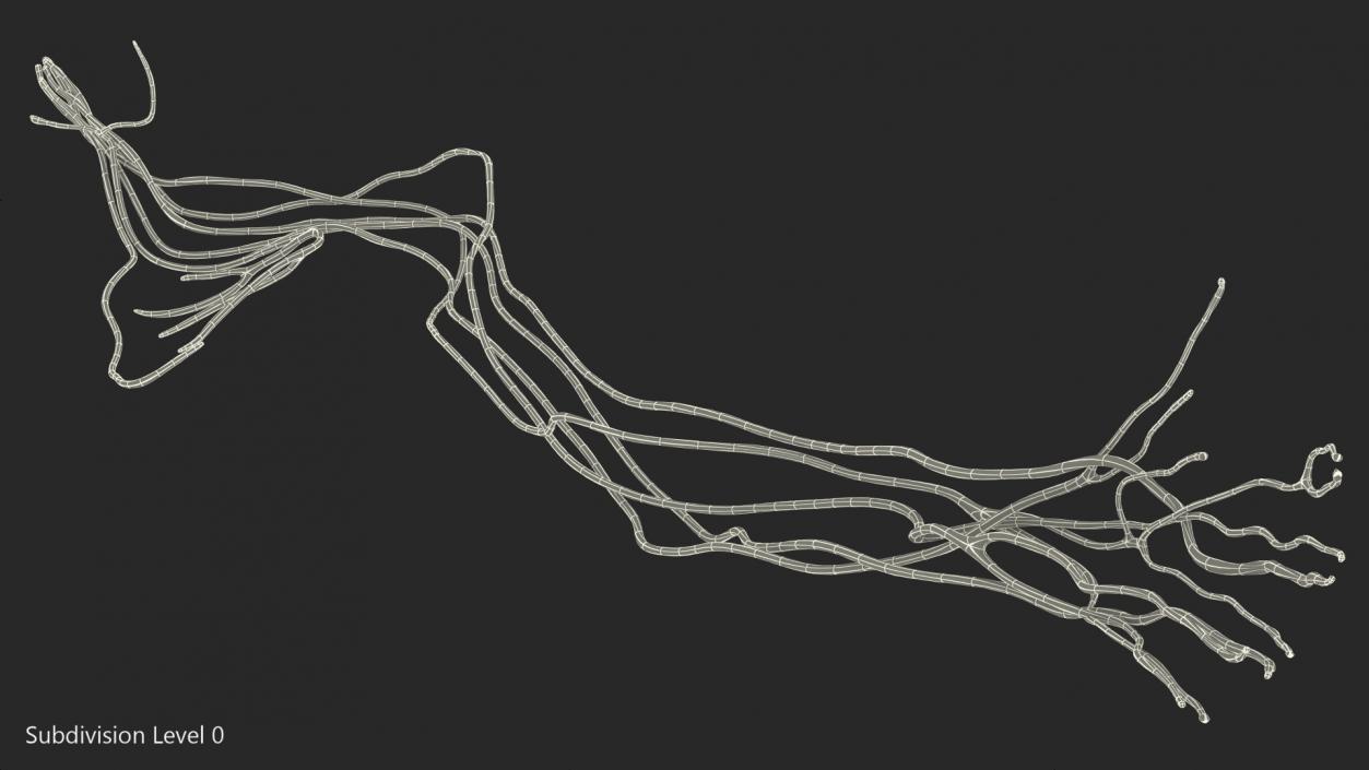 Human Arm Nervous System 3D model