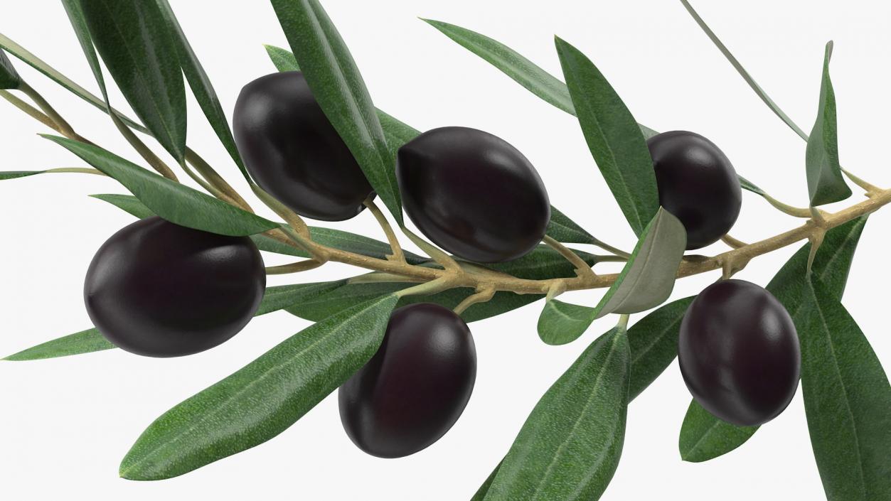 3D model Olive Branch with Black Olives