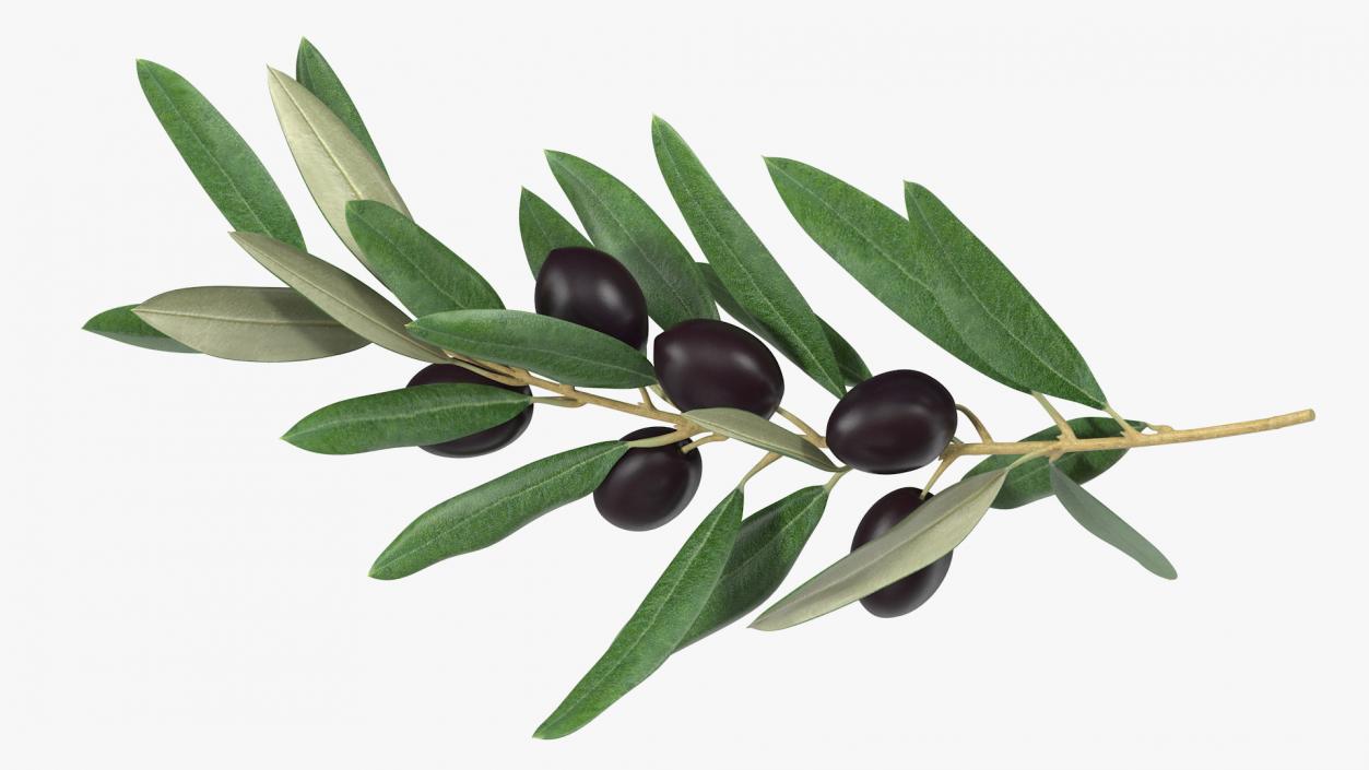 3D model Olive Branch with Black Olives