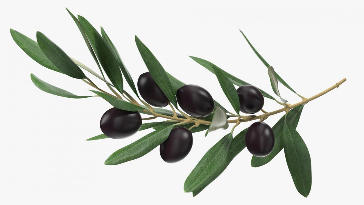 3D model Olive Branch with Black Olives