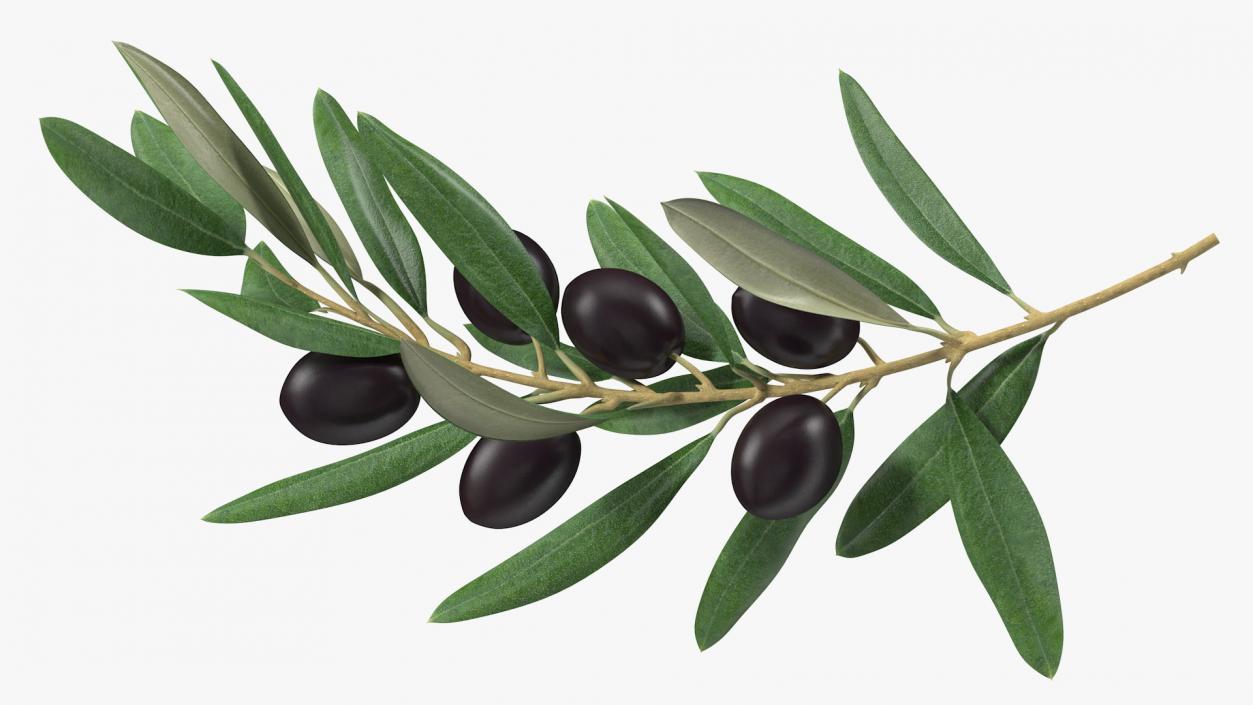 3D model Olive Branch with Black Olives