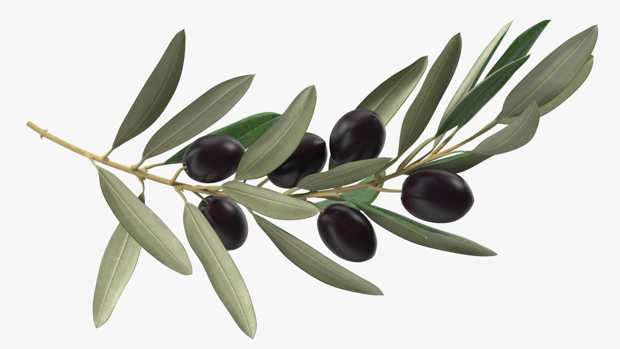 3D model Olive Branch with Black Olives