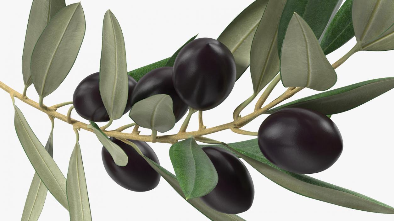 3D model Olive Branch with Black Olives