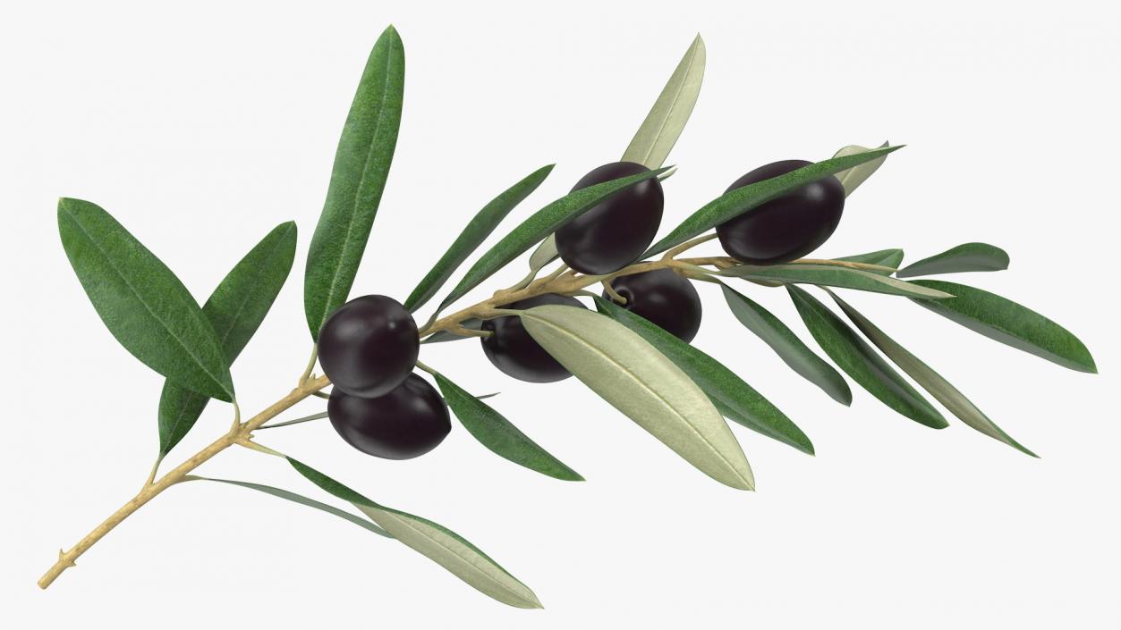 3D model Olive Branch with Black Olives