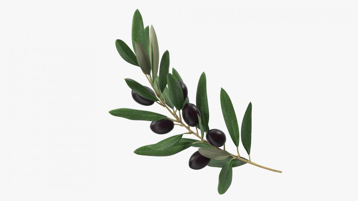 3D model Olive Branch with Black Olives