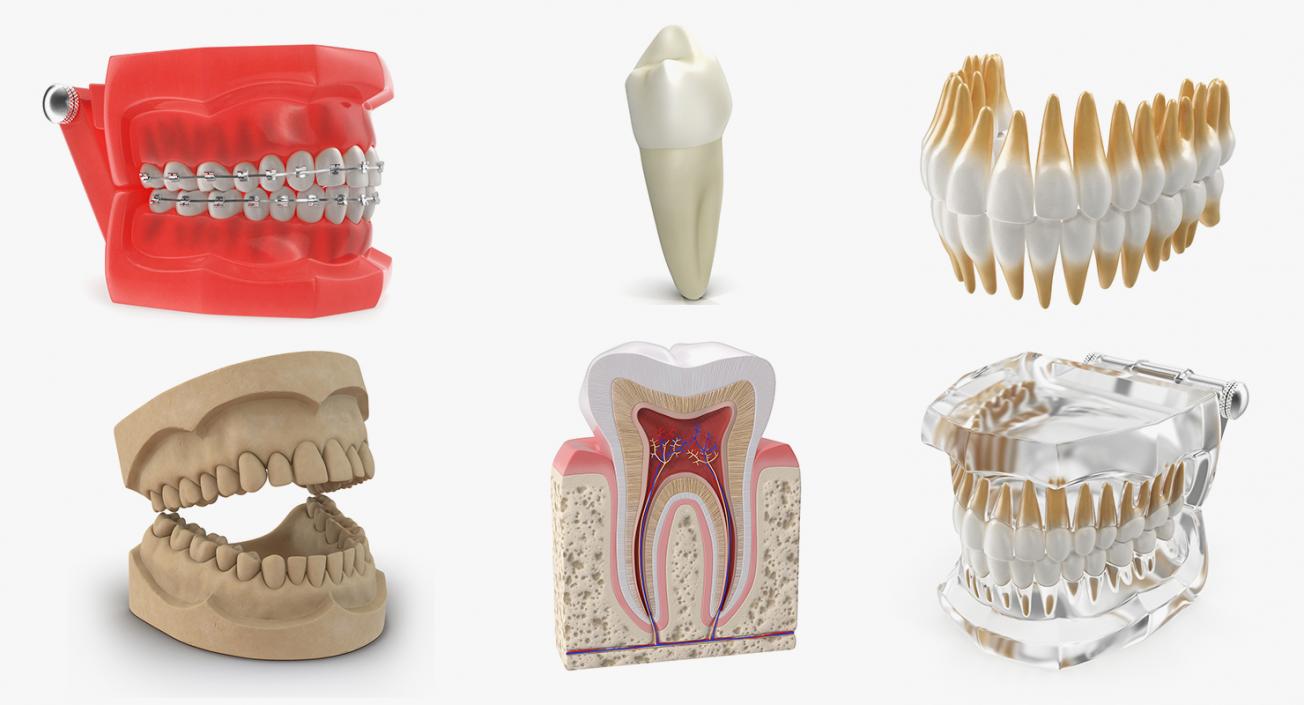 Dental Collection 2 3D model