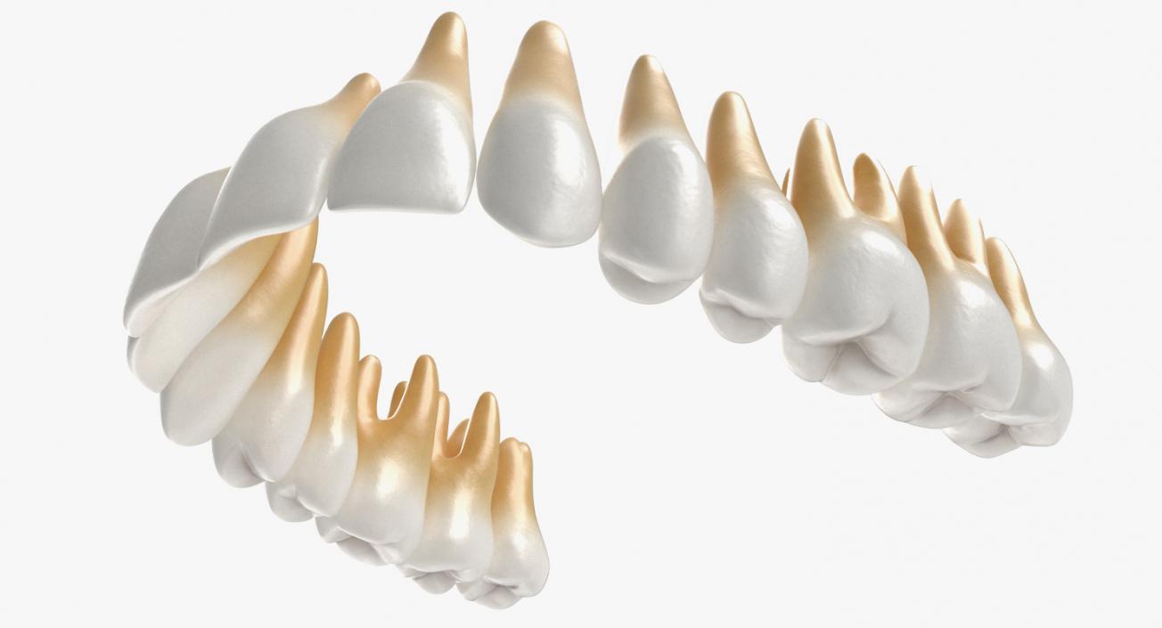 Dental Collection 2 3D model