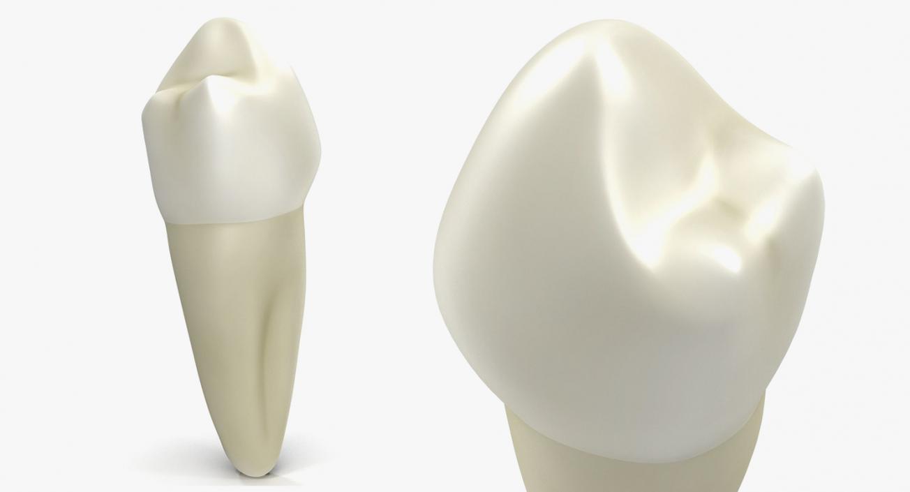 Dental Collection 2 3D model