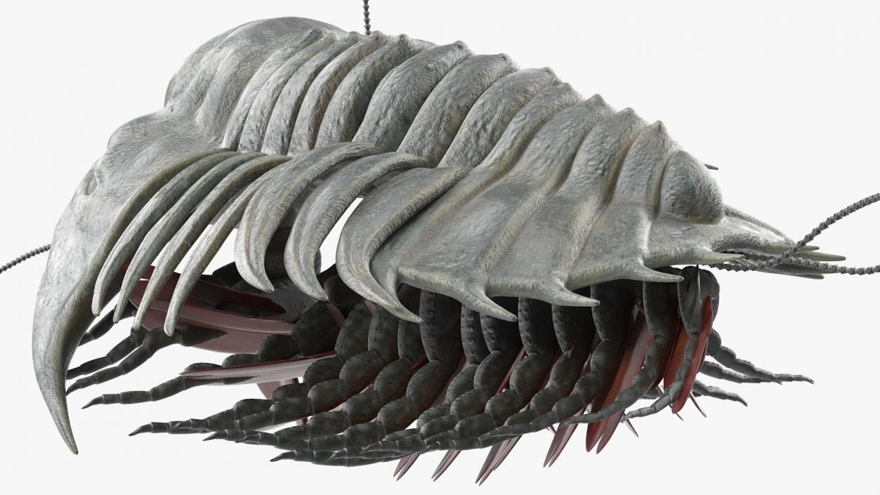 Trilobite Extinct Marine Arachnomorph Arthropod Rigged 3D model