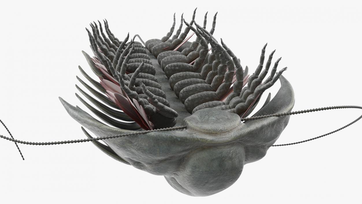 Trilobite Extinct Marine Arachnomorph Arthropod Rigged 3D model