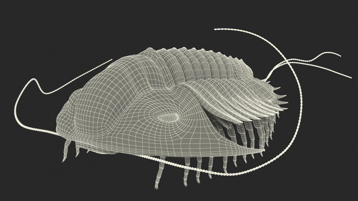 Trilobite Extinct Marine Arachnomorph Arthropod Rigged 3D model