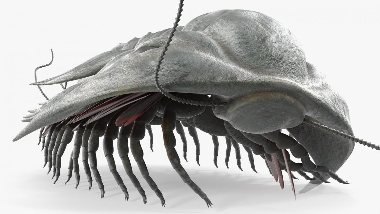 Trilobite Extinct Marine Arachnomorph Arthropod Rigged 3D model