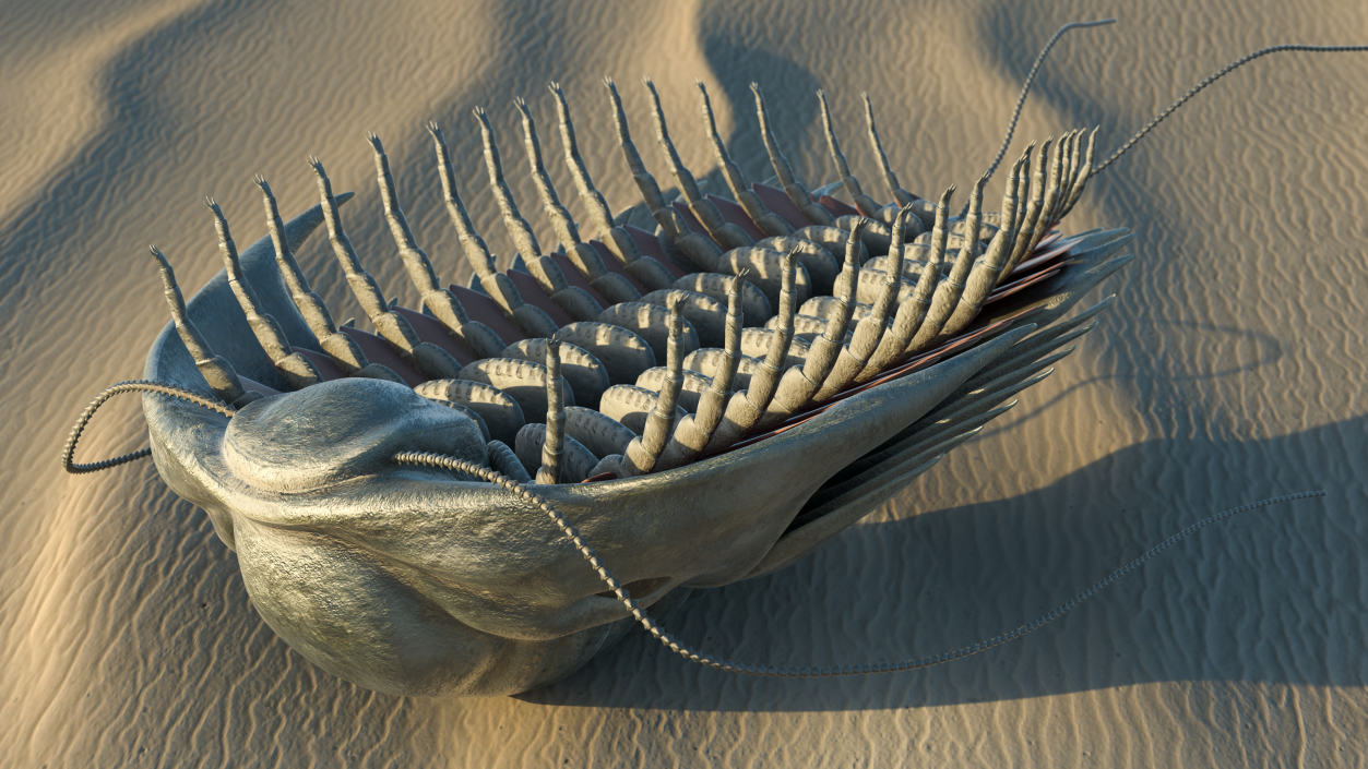 Trilobite Extinct Marine Arachnomorph Arthropod Rigged 3D model