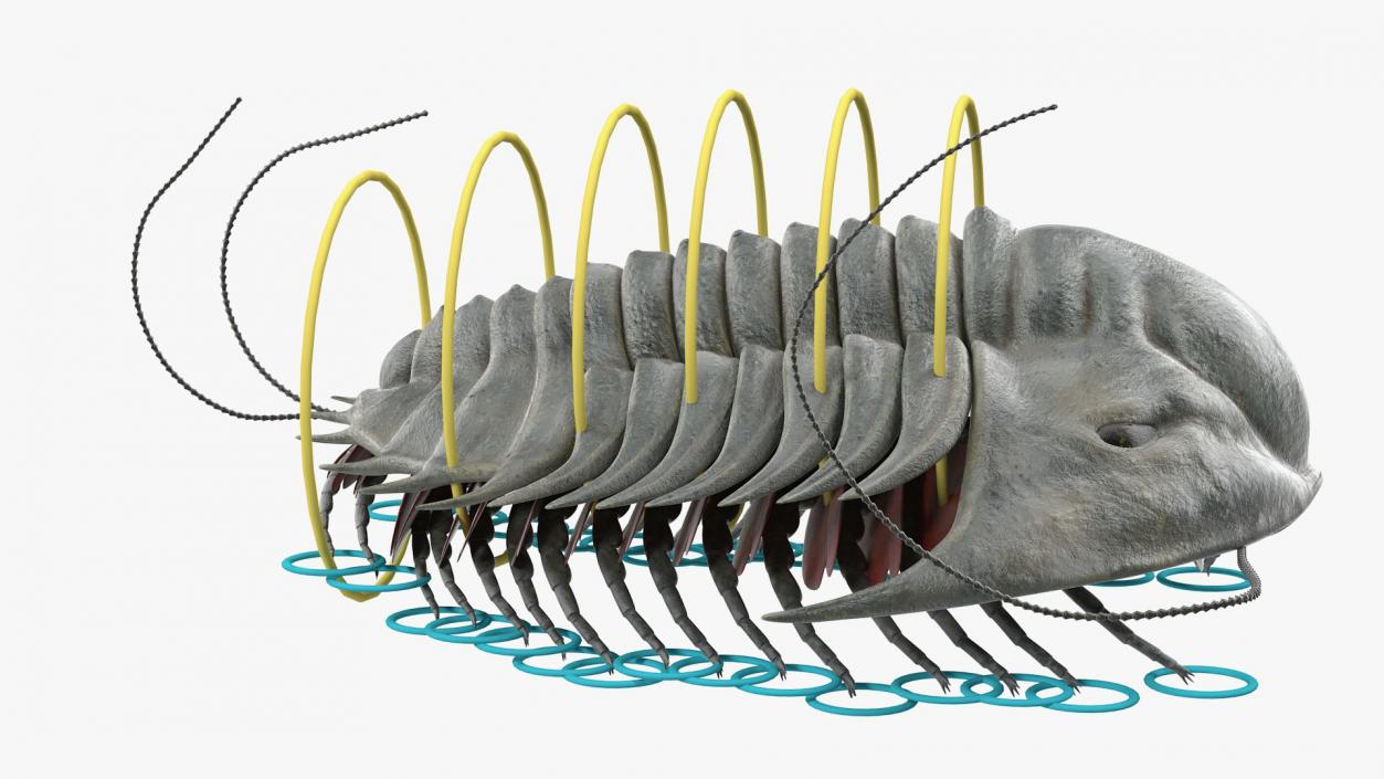 Trilobite Extinct Marine Arachnomorph Arthropod Rigged 3D model