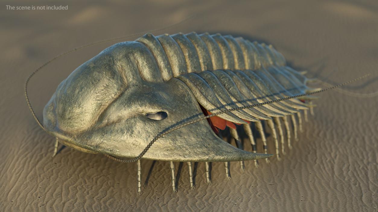 Trilobite Extinct Marine Arachnomorph Arthropod Rigged 3D model