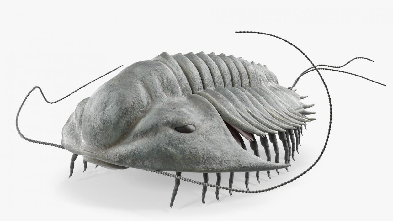 Trilobite Extinct Marine Arachnomorph Arthropod Rigged 3D model