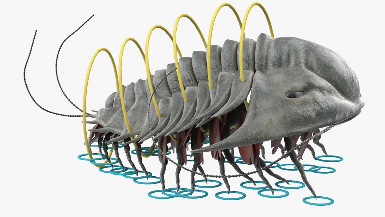 Trilobite Extinct Marine Arachnomorph Arthropod Rigged 3D model