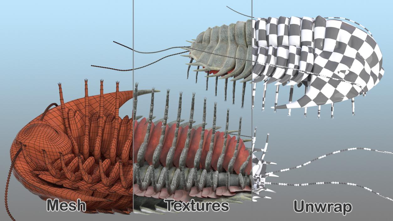 Trilobite Extinct Marine Arachnomorph Arthropod Rigged 3D model