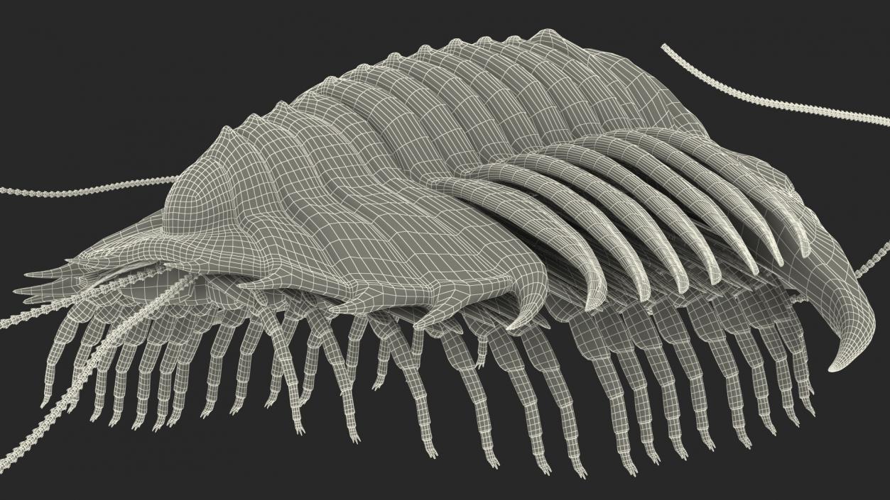 Trilobite Extinct Marine Arachnomorph Arthropod Rigged 3D model