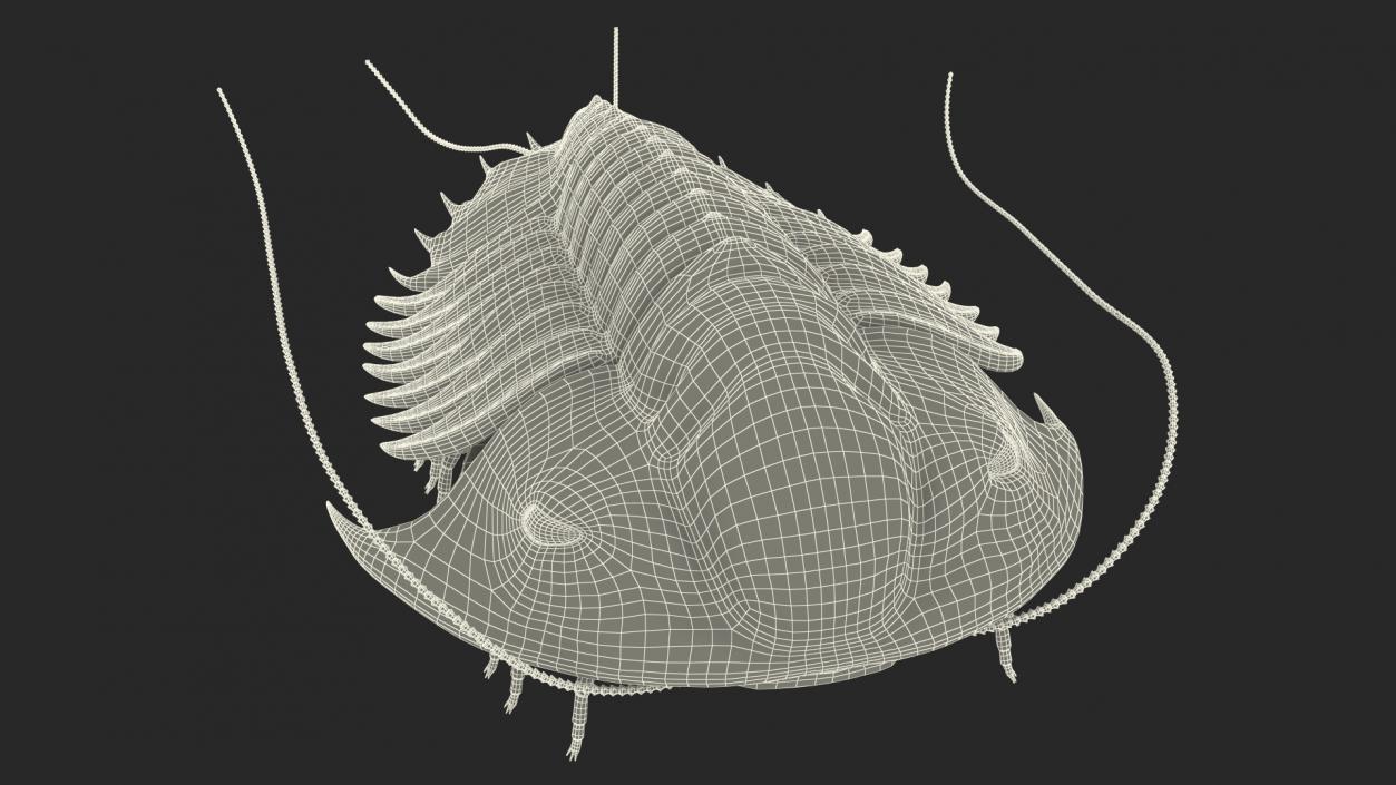 Trilobite Extinct Marine Arachnomorph Arthropod Rigged 3D model