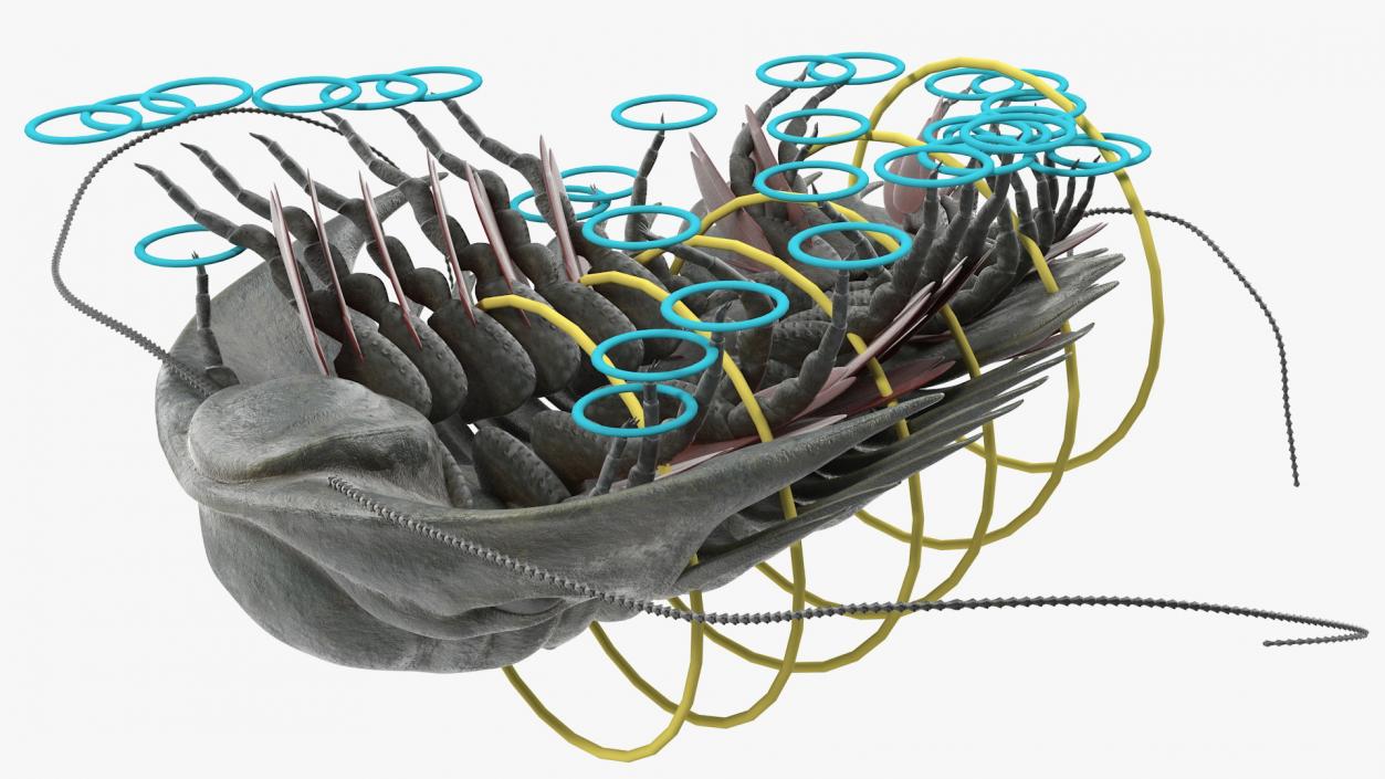 Trilobite Extinct Marine Arachnomorph Arthropod Rigged 3D model