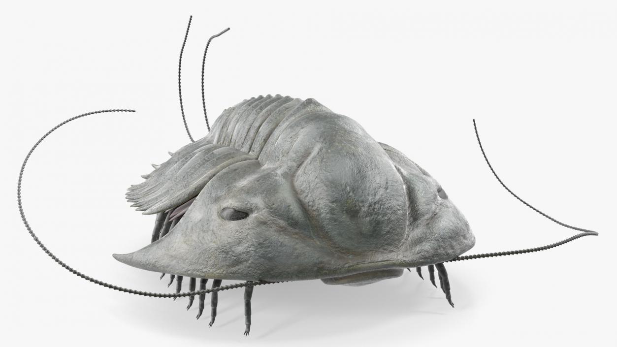 Trilobite Extinct Marine Arachnomorph Arthropod Rigged 3D model