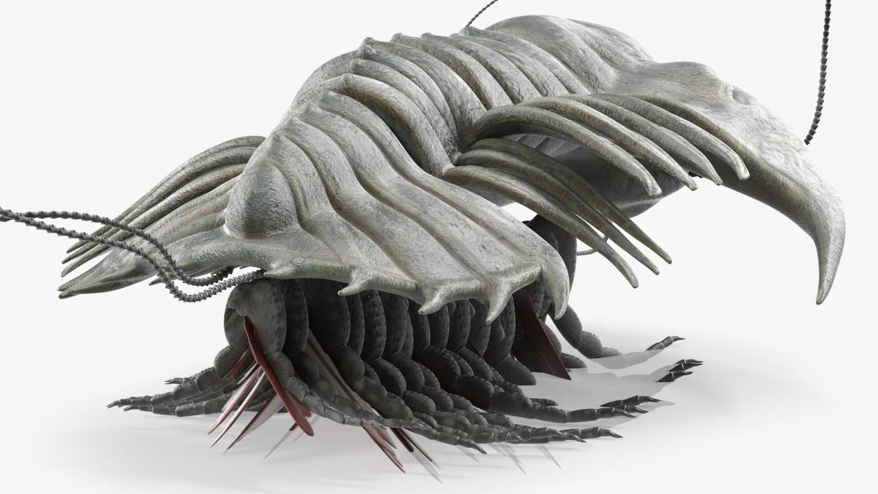 Trilobite Extinct Marine Arachnomorph Arthropod Rigged 3D model