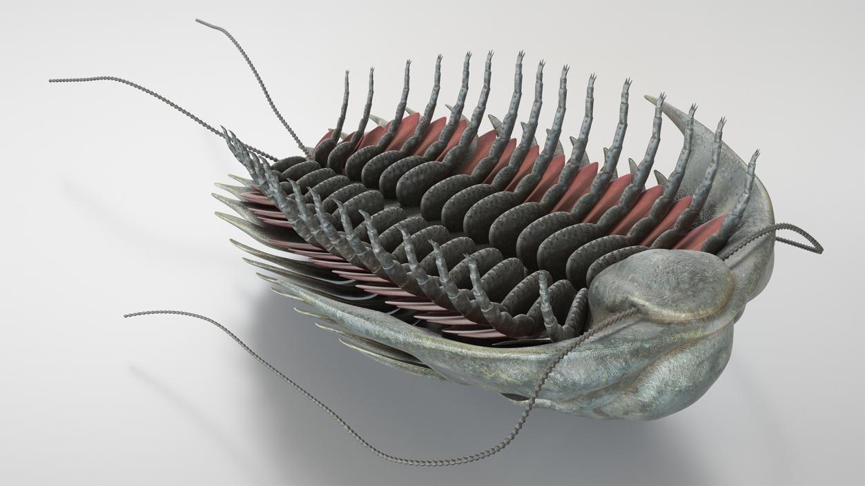 Trilobite Extinct Marine Arachnomorph Arthropod Rigged 3D model