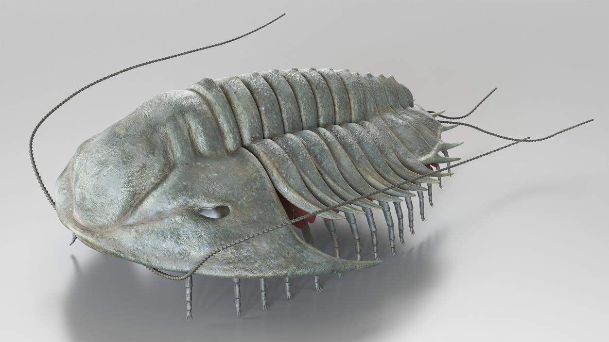 Trilobite Extinct Marine Arachnomorph Arthropod Rigged 3D model