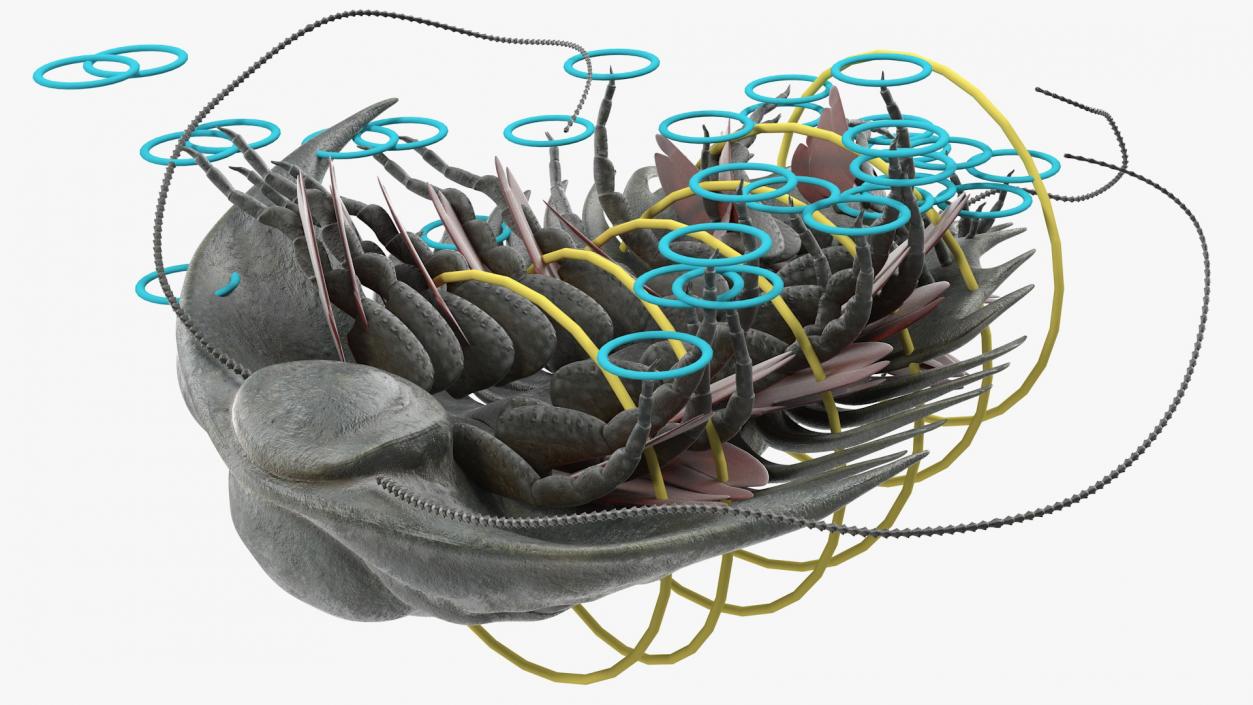 Trilobite Extinct Marine Arachnomorph Arthropod Rigged 3D model