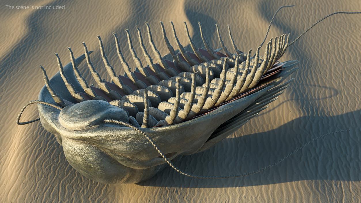 Trilobite Extinct Marine Arachnomorph Arthropod Rigged 3D model