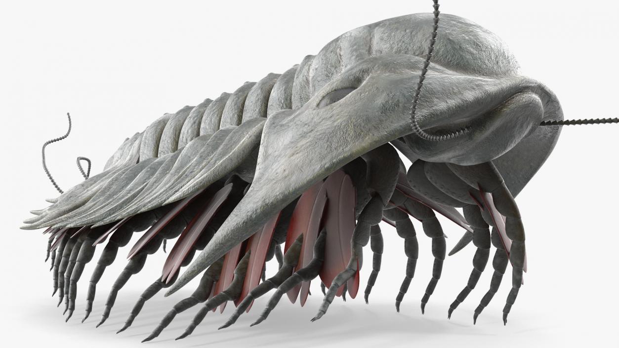 Trilobite Extinct Marine Arachnomorph Arthropod Rigged 3D model