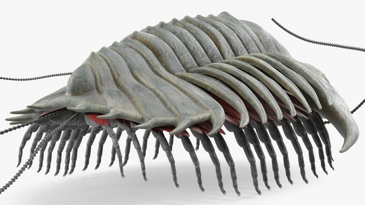 Trilobite Extinct Marine Arachnomorph Arthropod Rigged 3D model