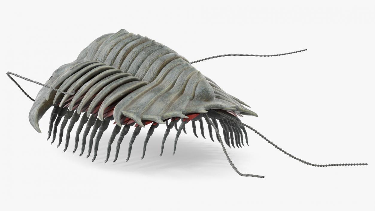 Trilobite Extinct Marine Arachnomorph Arthropod Rigged 3D model