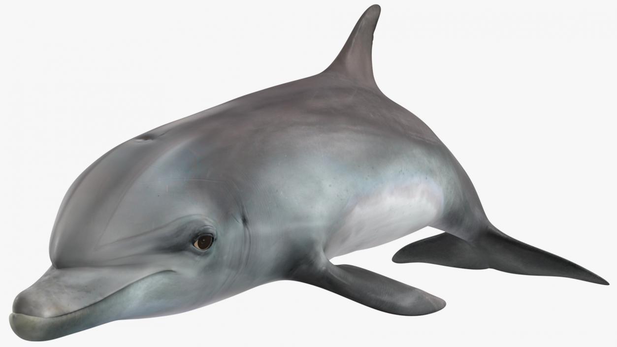 3D model Dolphin Swimming Animated