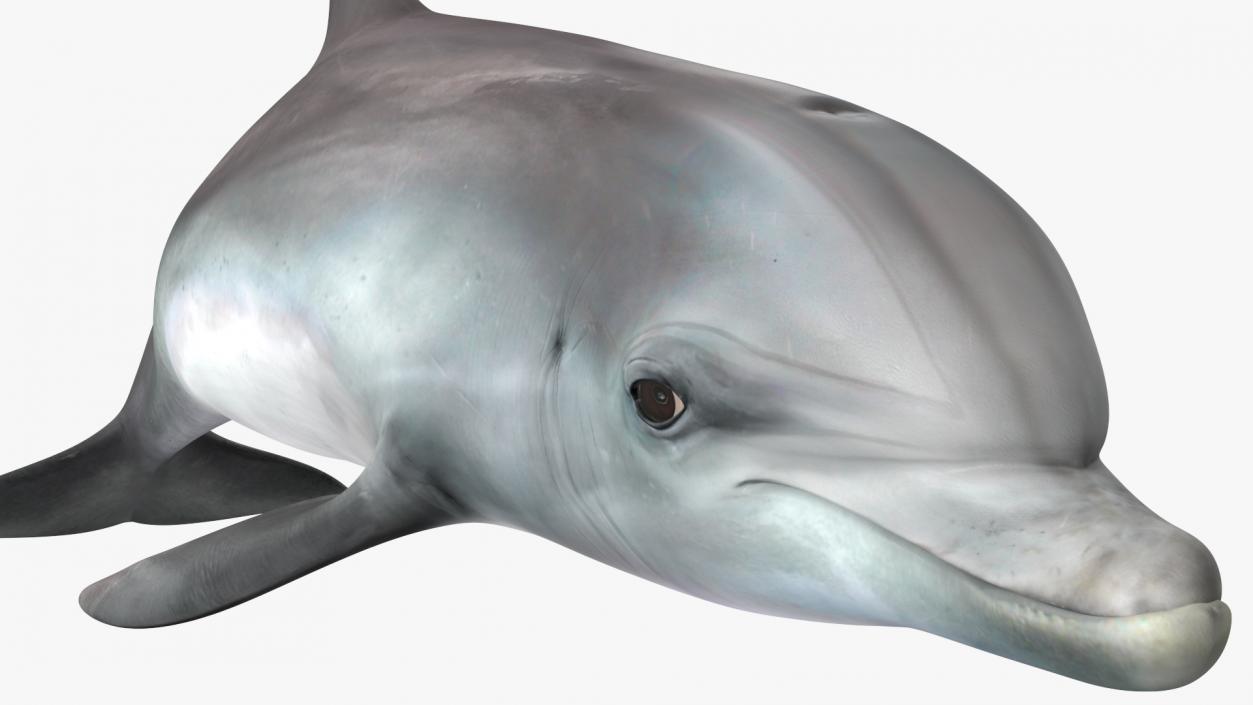 3D model Dolphin Swimming Animated