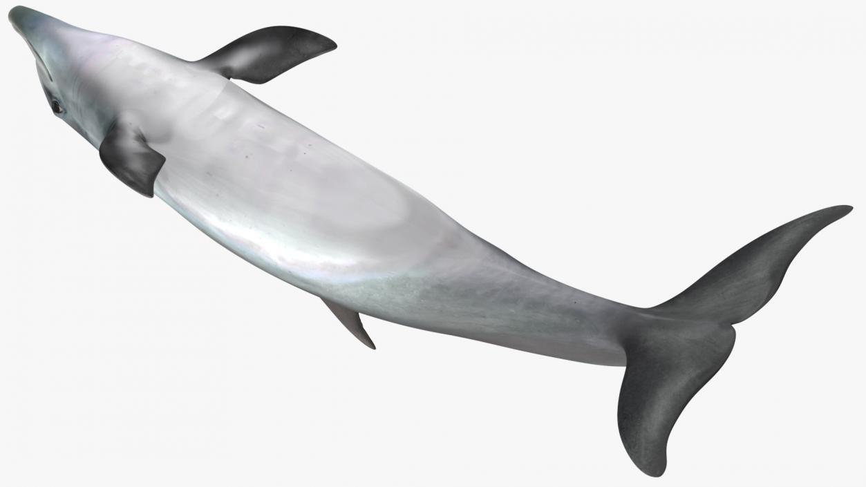 3D model Dolphin Swimming Animated