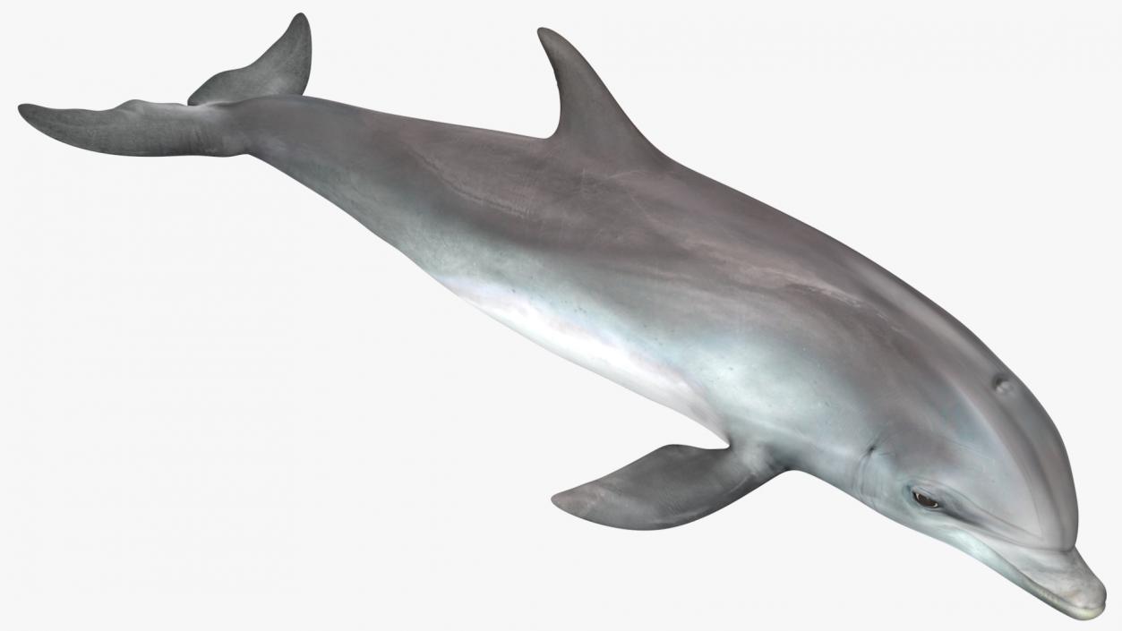 3D model Dolphin Swimming Animated