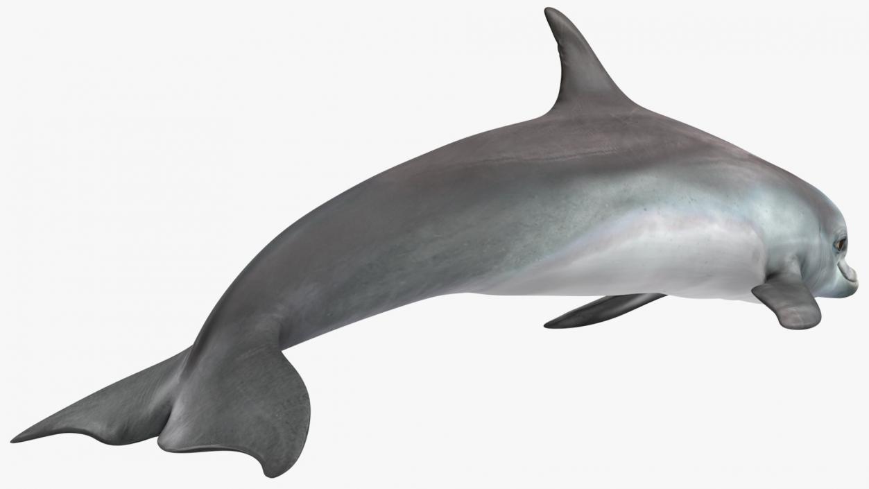 3D model Dolphin Swimming Animated