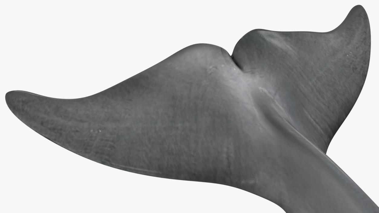 3D model Dolphin Swimming Animated