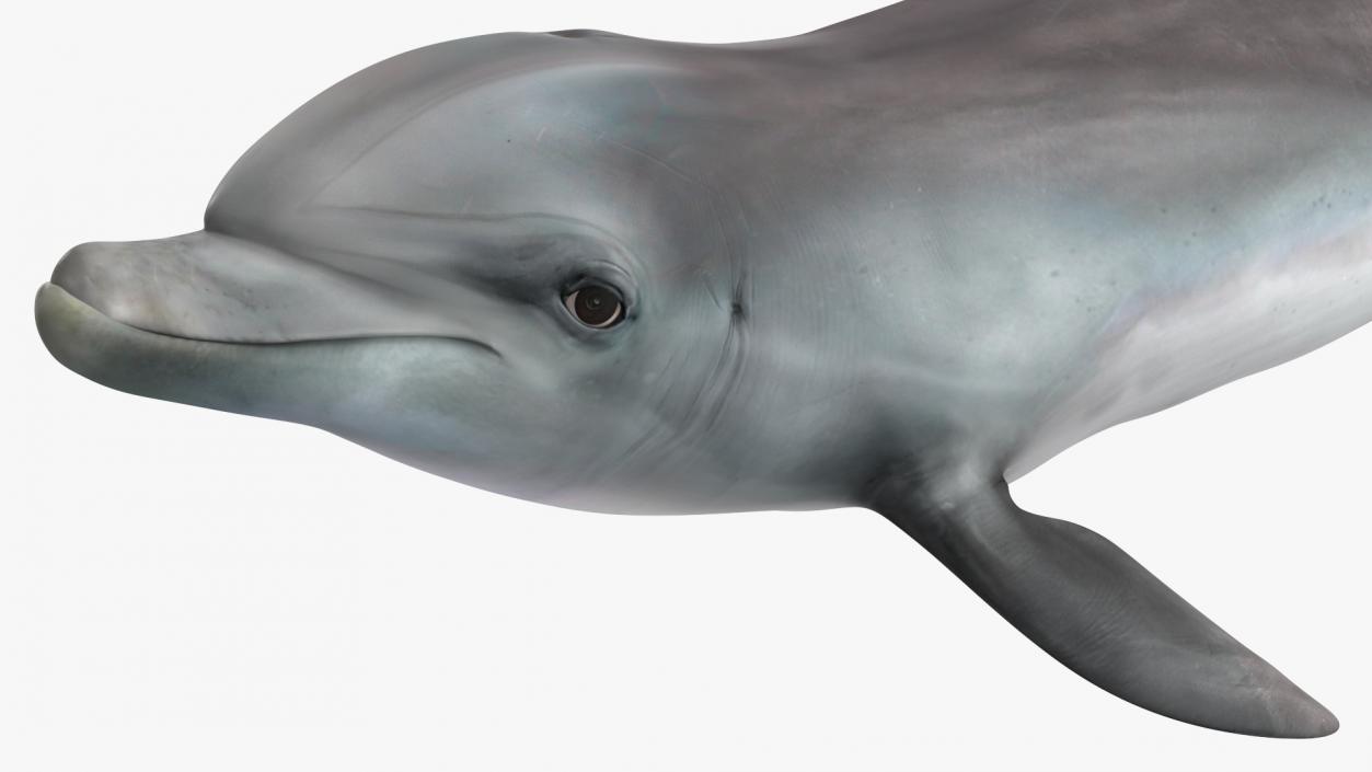 3D model Dolphin Swimming Animated