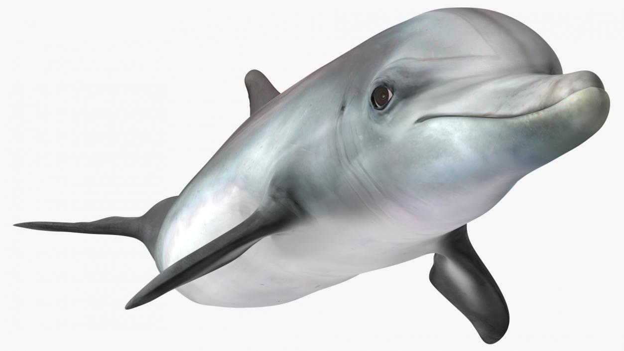 3D model Dolphin Swimming Animated