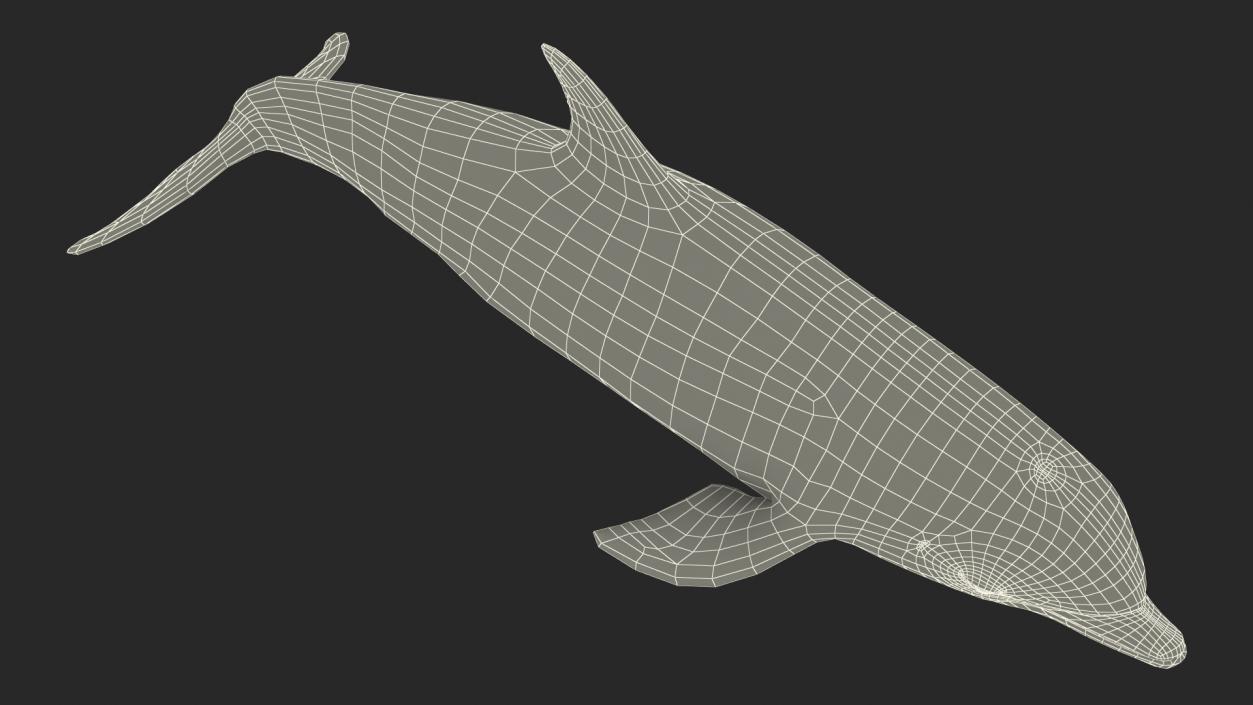 3D model Dolphin Swimming Animated