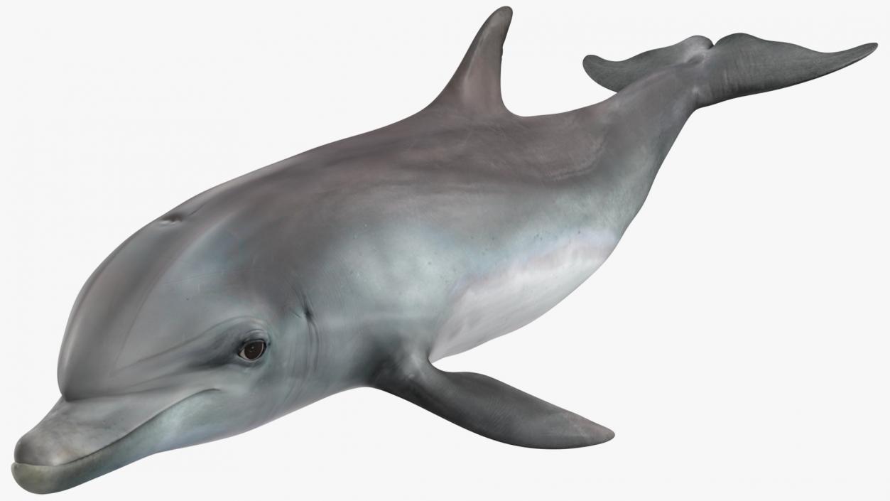 3D model Dolphin Swimming Animated